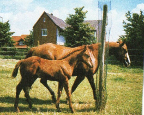 Zuchtstute UB Kids Popcorn (Paint Horse, 1997, von Starry Kid)