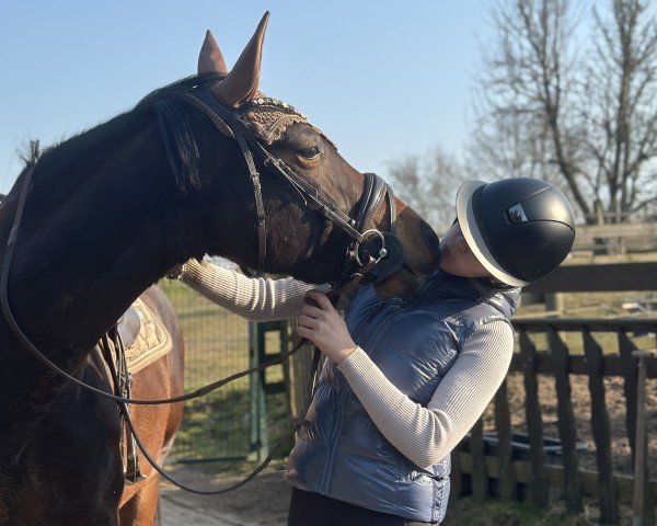 Pferd D.Chantal Z (Zangersheide Reitpferd, 2017, von Donald Z)