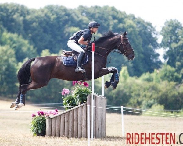 horse Fascination (Danish Warmblood, 2011, from Favorit Ask)
