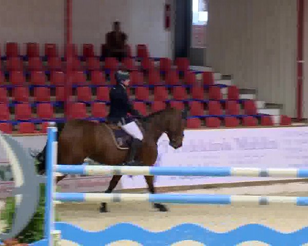 Reitturnier Vechta 2013