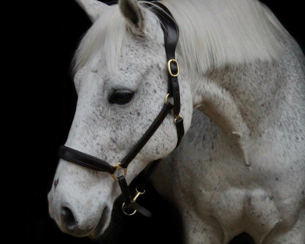 horse Karlchen 93 (Little German Riding Horse, 2004, from Korlandus)