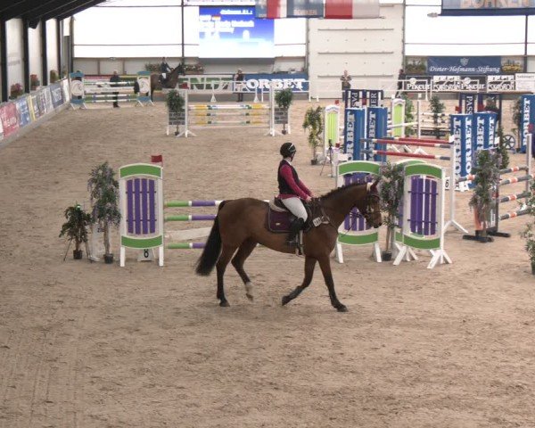 Reitturnier Borken (Hessen) 2025