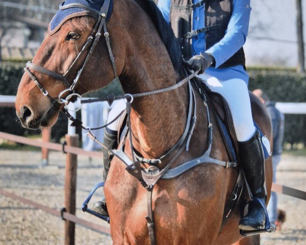 Springpferd Don de Semilly (Westfale, 2011, von Diamant de Semilly)