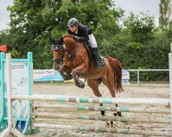 jumper Lillet Spezial (Oldenburg show jumper, 2017, from C-Trenton Z)