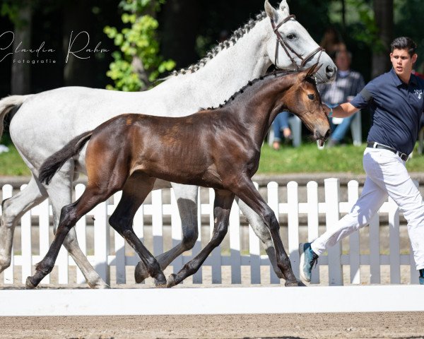 horse Haere Mai (Rhinelander, 2021, from High Level 7)