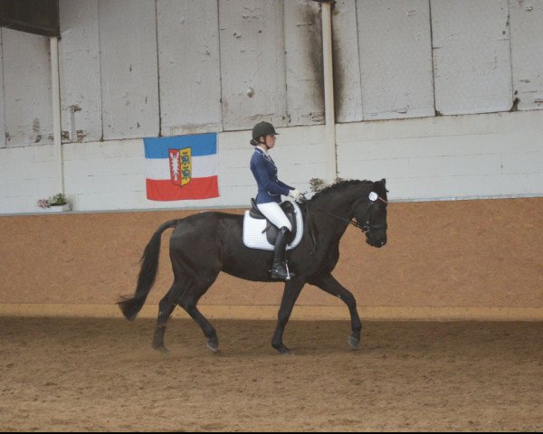 dressage horse Amore 72 (Trakehner, 2007, from Insterburg TSF)