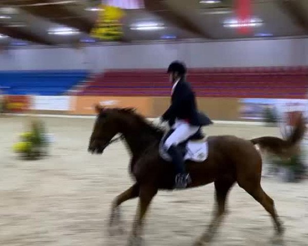 11. Hallen-Championat Vechta 2013