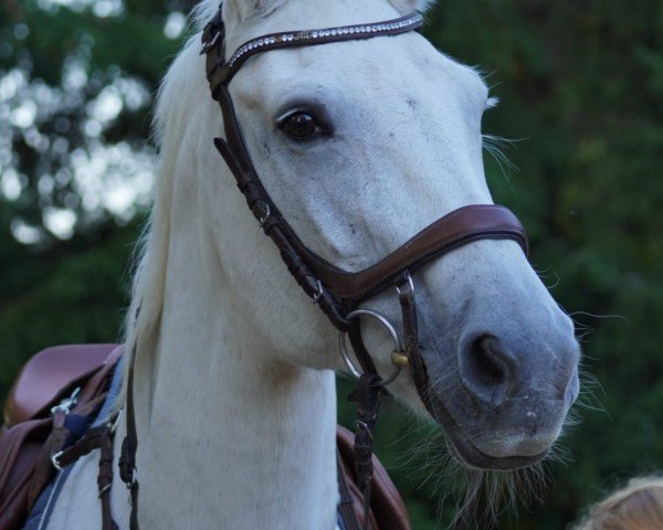 Springpferd Athene (Mecklenburger, 2007, von Adenio II) Springpferd Athene (Mecklenburger, 2007, von Adenio II)