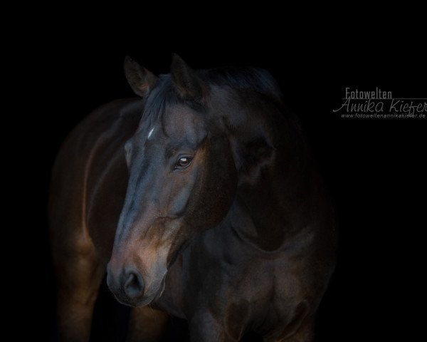 dressage horse Endymion (Bavarian, 2003, from Entertainment)