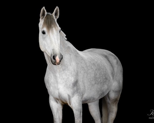 Springpferd Cascado H (Holsteiner, 2014, von Centurion)