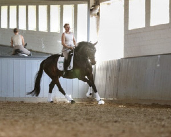 Dressurpferd Rosalie 294 (Oldenburger, 2015, von Rock Forever NRW)