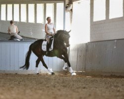 dressage horse Rosalie 294 (Oldenburg, 2015, from Rock Forever NRW)