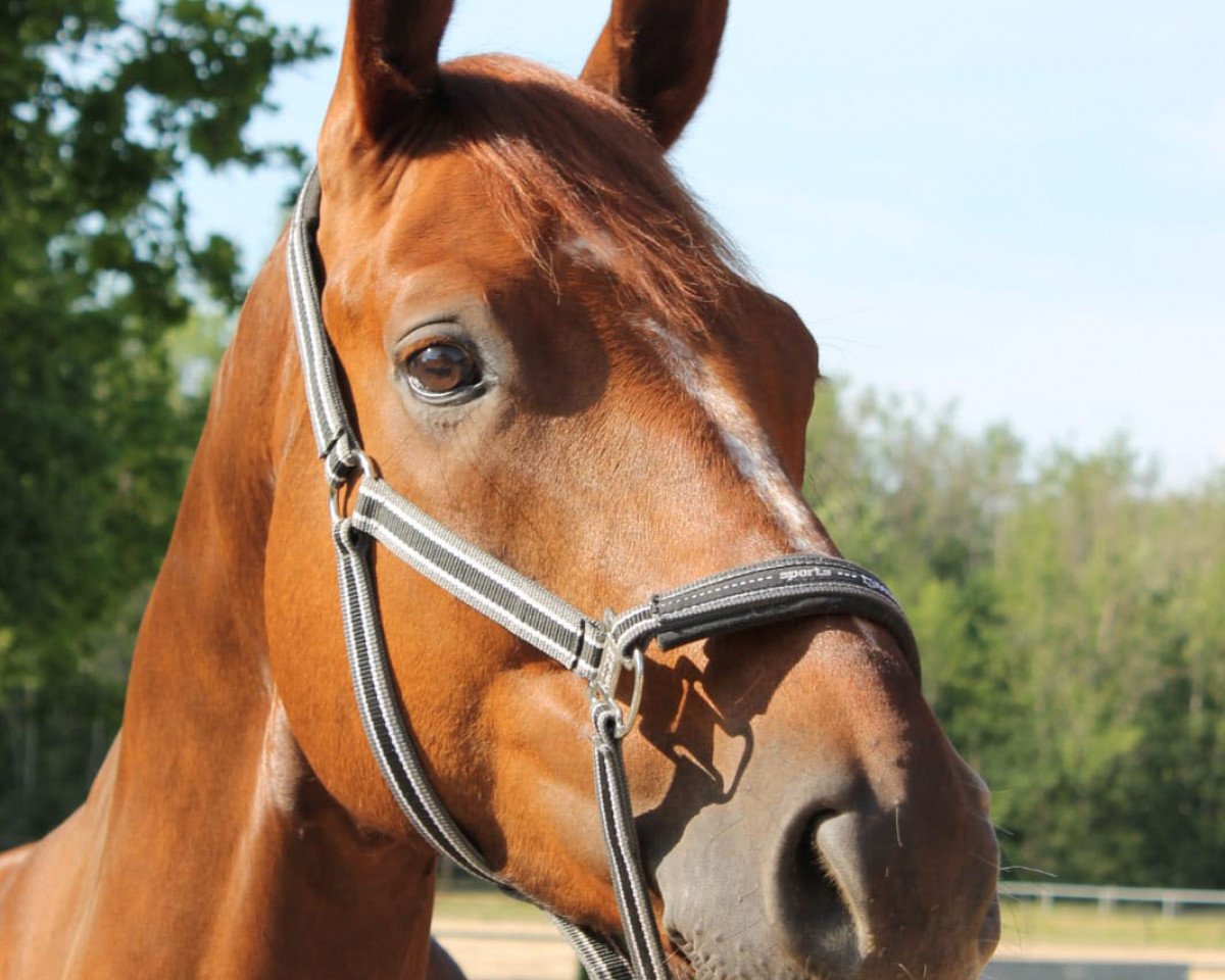 Dressage horse Sascha Johns (Hanoverian, 2015, from Sarotti Mocca-Sahne)