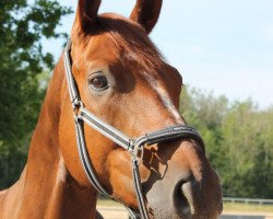dressage horse Sascha Johns (Hanoverian, 2015, from Sarotti Mocca-Sahne)