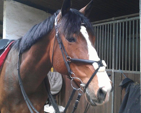 Pferd Winsor (Polnisches edles Halbblut, 2005, von Novum)