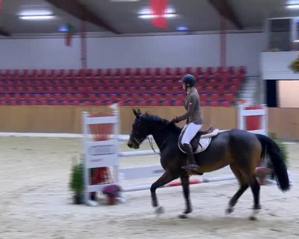 Reitturnier Vechta 2013