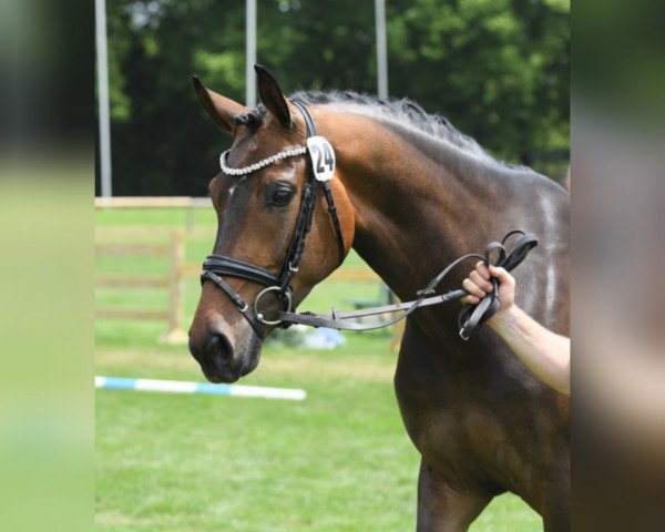 Zuchtstute Best Secret 11 (Deutsches Sportpferd, 2017, von Farrell)