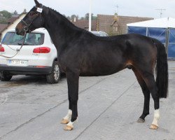 Springpferd Cash de Brecey (Selle Français, 2012, von Bocage de Longane)