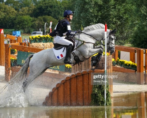 horse Totem de Brecey (Selle Français, 2007, from Mylord Carthago)