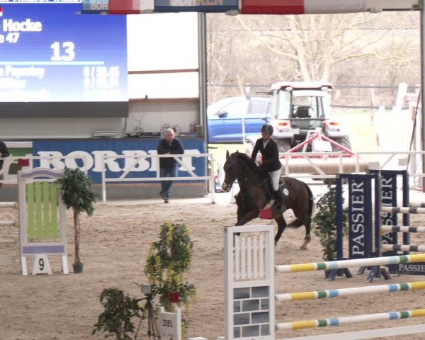 Reitturnier Borken (Hessen) 2025