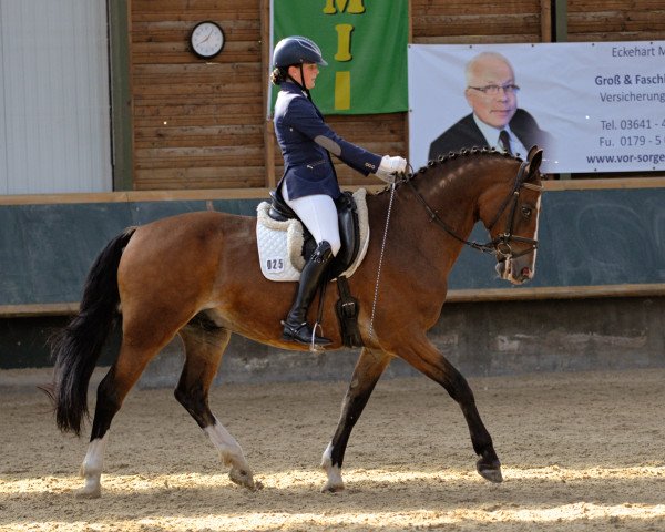 Dressurpferd Huricane 3 (Deutsches Sportpferd, 2005, von Herkules)