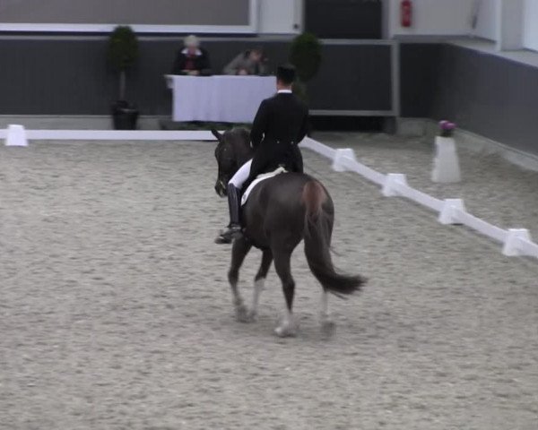 Dressurturnier auf dem Abtshof 2013