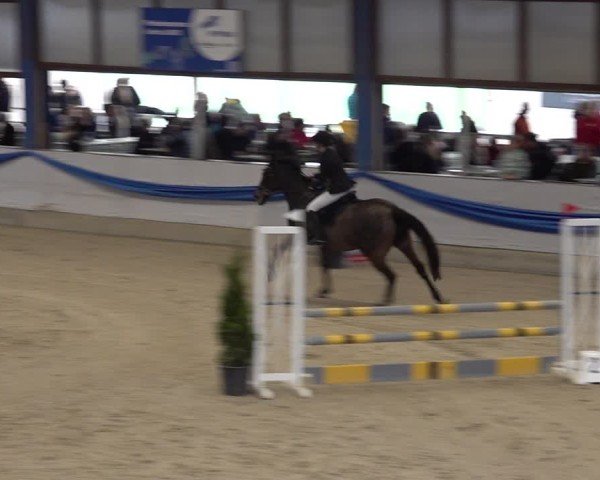 Reitturnier Buchs 2025