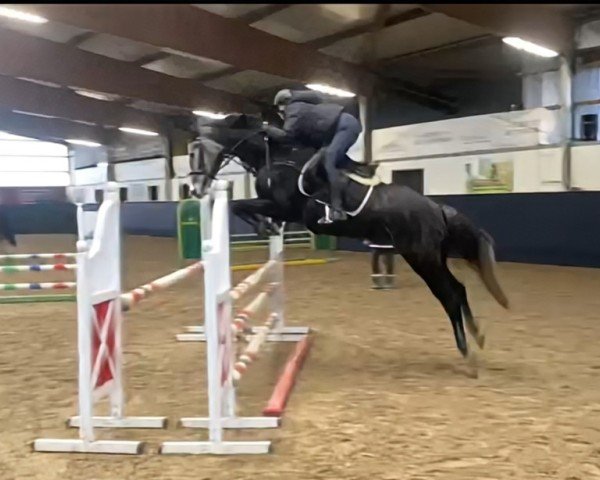 jumper Cayenne G (Oldenburg show jumper, 2019, from Corrinaro)