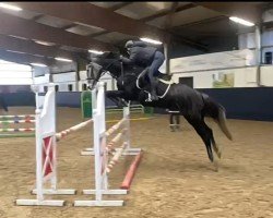 jumper Cayenne G (Oldenburg show jumper, 2019, from Corrinaro)