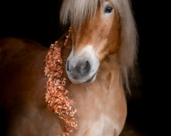 horse Sternspringer (Haflinger, 2014, from Sternbild 3)