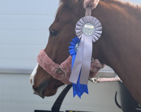 Springpferd Namika 8 (Deutsches Reitpony, 2019, von Nancho's Golden Star)