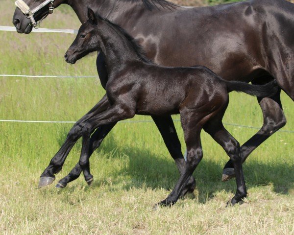 horse Casabi Opulensky (Westphalian, 2023, from Cornet Obolensky)