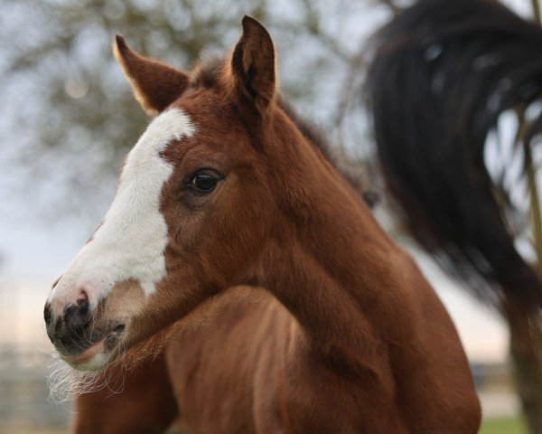 foal by Zara Zauberhaft (Westphalian, 2025, from Zoom)