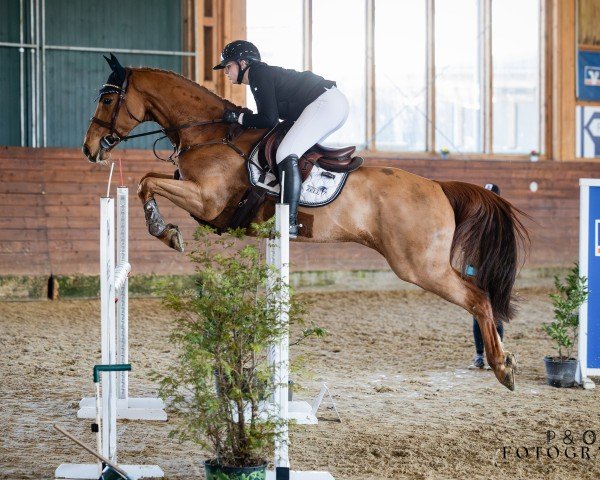 Springpferd Olalla van de Fruitkorf (Belgisches Warmblut, 2014, von Diamant de Semilly)