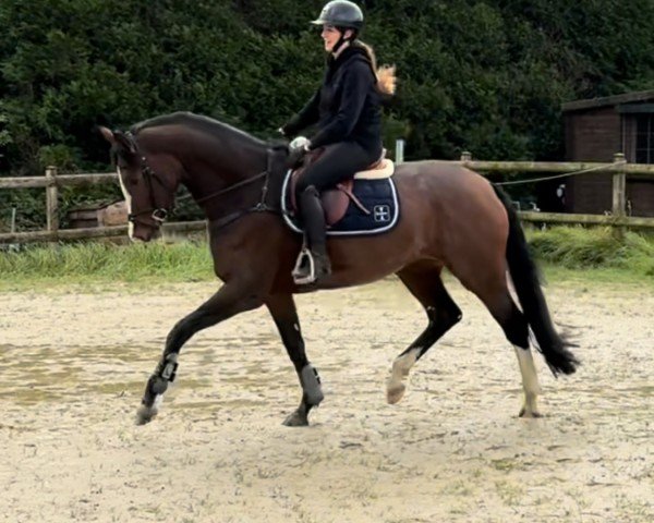 horse Zarley Quinn (Westphalian, 2020, from Zoom)
