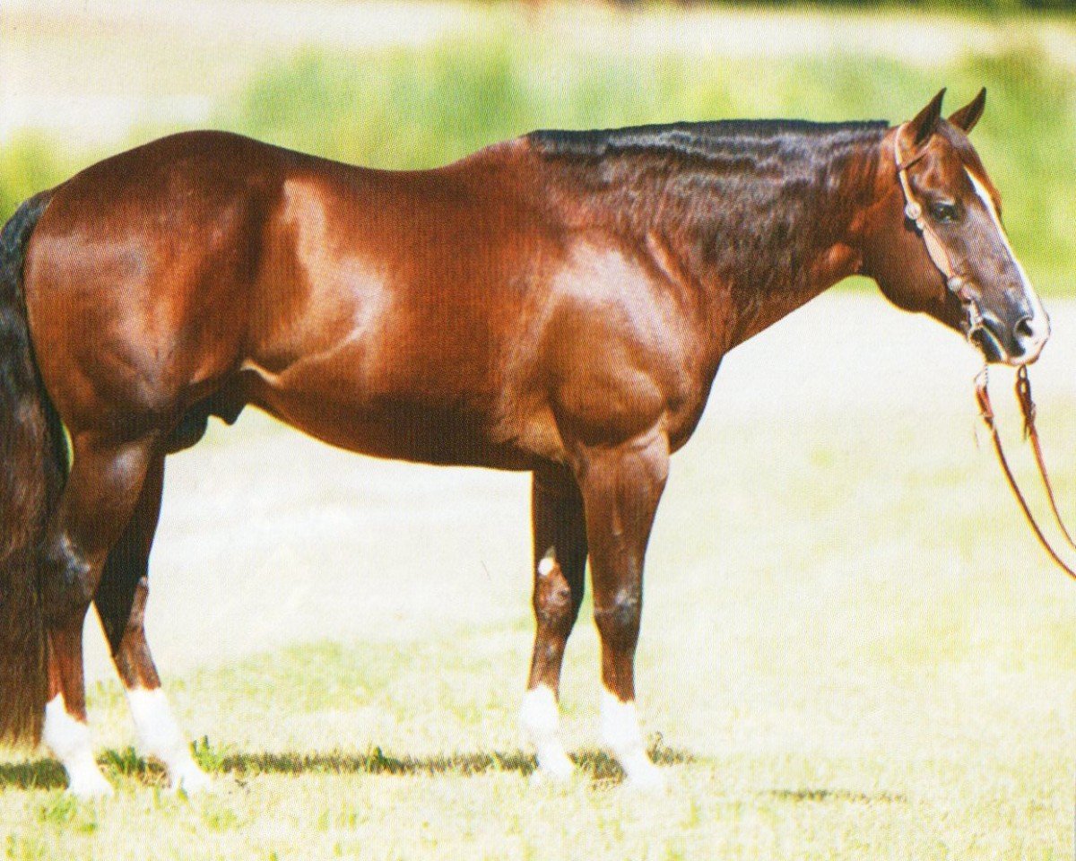 stallion Custom Legend (Quarter Horse, 2001, from Custom Crome)
