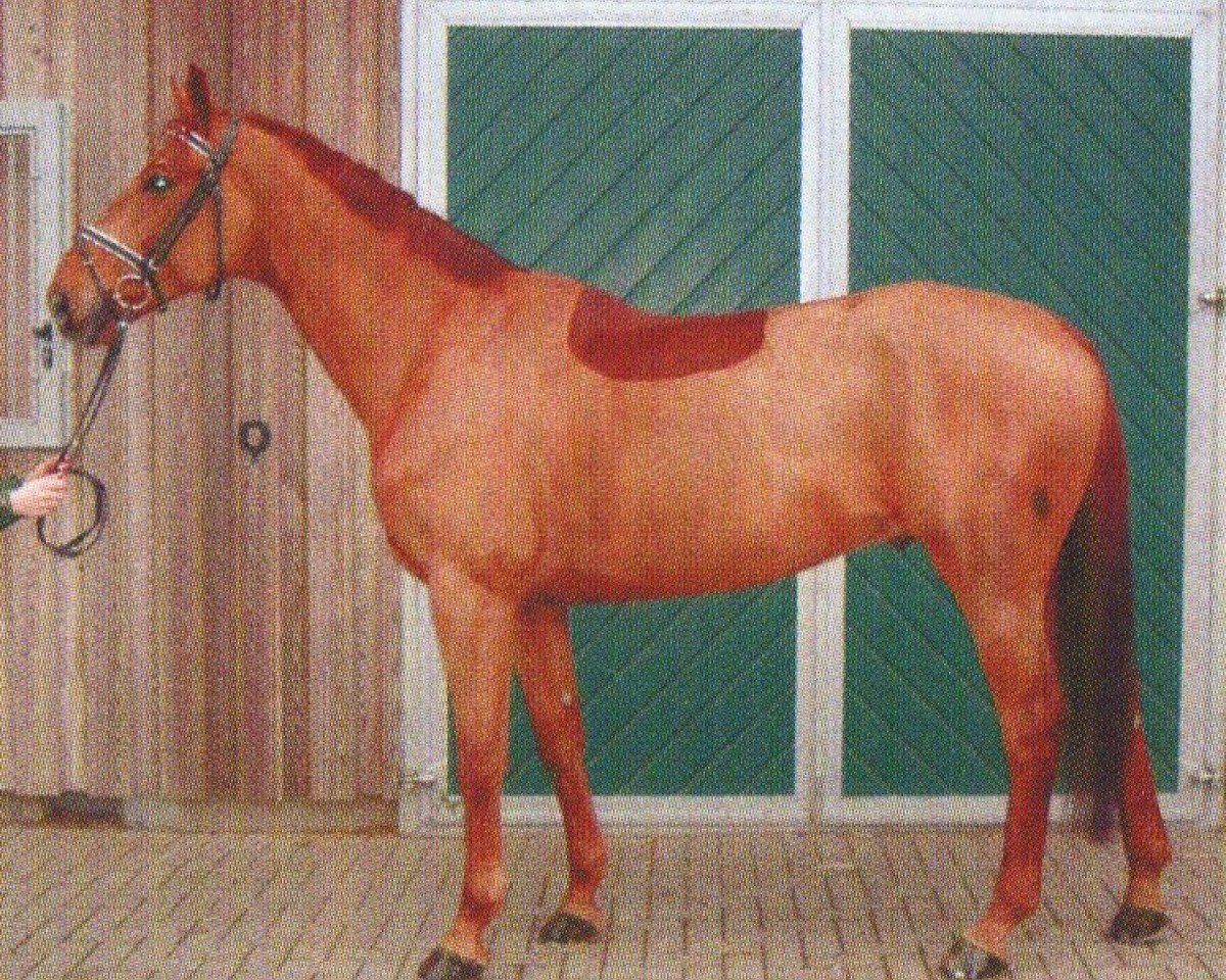 horse Zymont (Mecklenburg, 1997, from Zuenftiger xx)