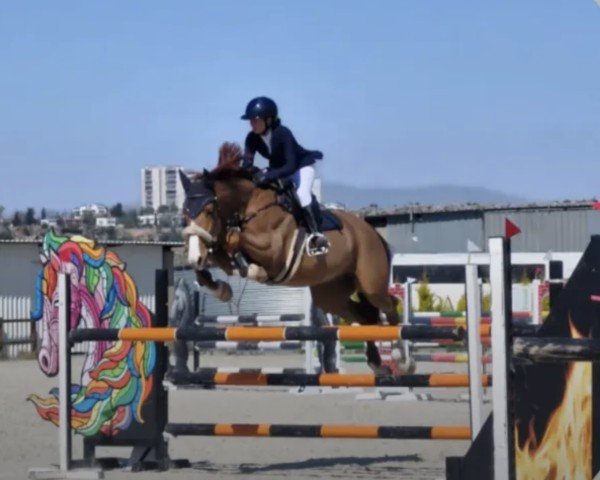 Dressurpferd Santiago (Deutsches Sportpferd, 2019, von Santo Domingo)