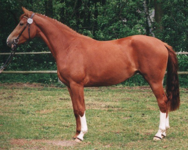 Zuchtstute Eika (Hannoveraner, 1996, von Escudo I)