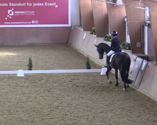 Reitturnier Bad Salzuflen 2025