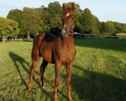 horse Contaress (Holsteiner, 2021, from Caress)