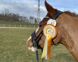 Pferd Wery Happy (Deutsches Reitpony, 2022, von Dallmayr K)