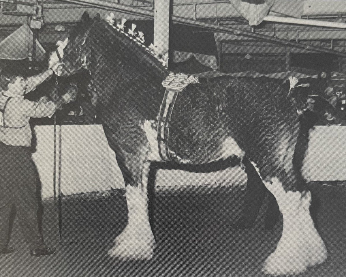 stallion Ayton Final Command (Clydesdale, 1988, from Ayton Perfection)