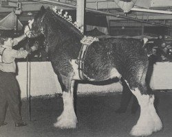 stallion Ayton Final Command (Clydesdale, 1988, from Ayton Perfection)