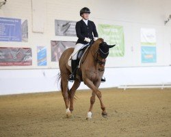 Dressurpferd Lennard 44 (Westfale, 2009, von Lugato)