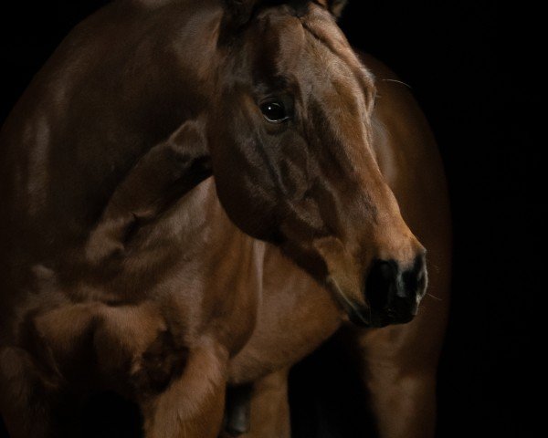 horse CM Nics Dark Muffin (Quarter Horse, 2010, from Nics Peppy Train)