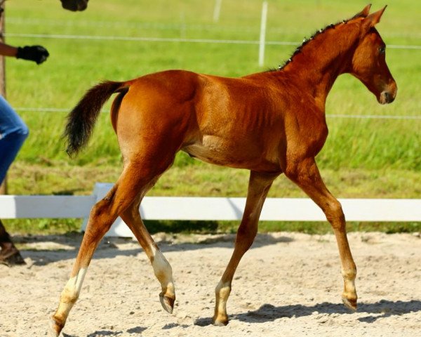 horse Nilsson (Oldenburg, 2021, from Niagara 34)