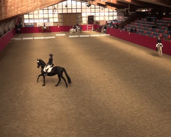 Reitturnier Krumke 2025