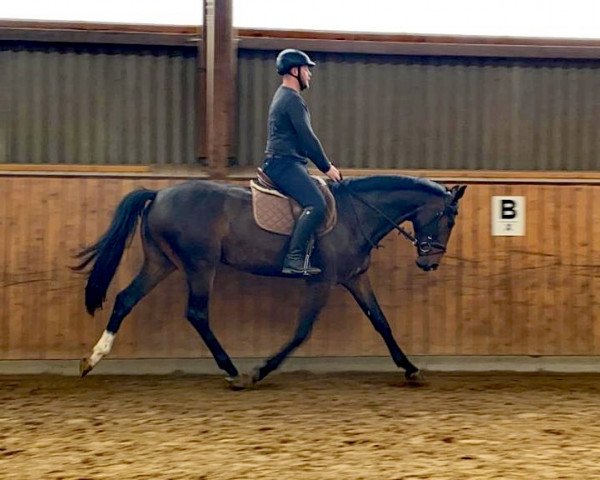 Springpferd Cha'risa Contara S (Mecklenburger, 2018, von Carlo 300)
