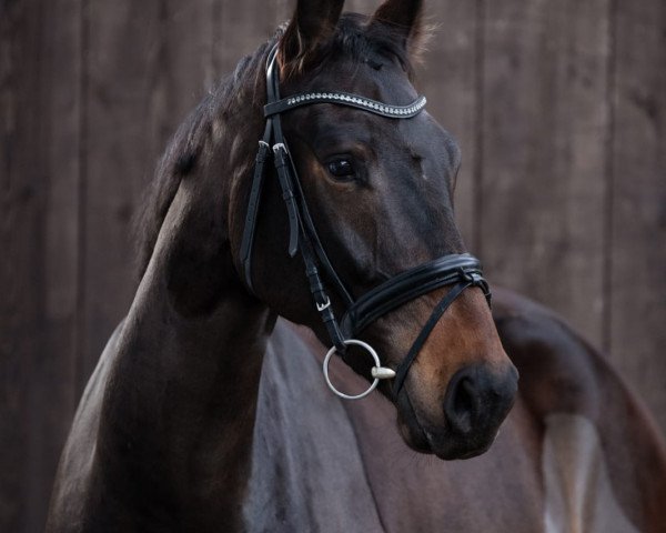 jumper Top Carli (Westphalian, 2015, from Fleedwood WV)